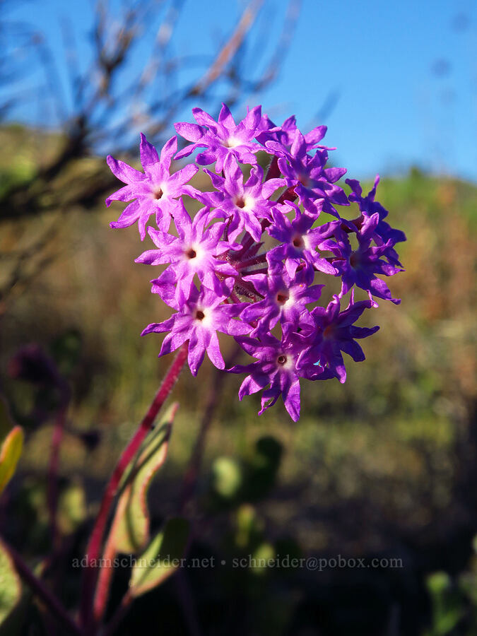 pink sand-verbena (Abronia umbellata) [Oceano Dunes, San Luis Obispo County, California]