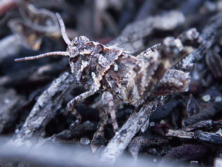 cristate grasshopper (Conozoa texana) [Oceano Dunes, San Luis Obispo County, California]