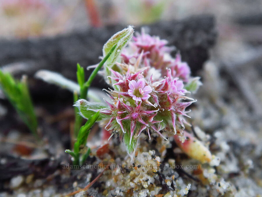 Eastwood's spineflower (Chorizanthe eastwoodiae) [Oceano Dunes, San Luis Obispo County, California]