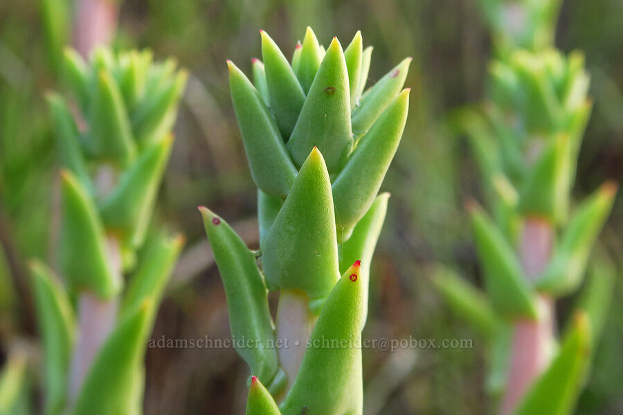 live-forever (which?) (Dudleya sp.) [Oceano Dunes, San Luis Obispo County, California]