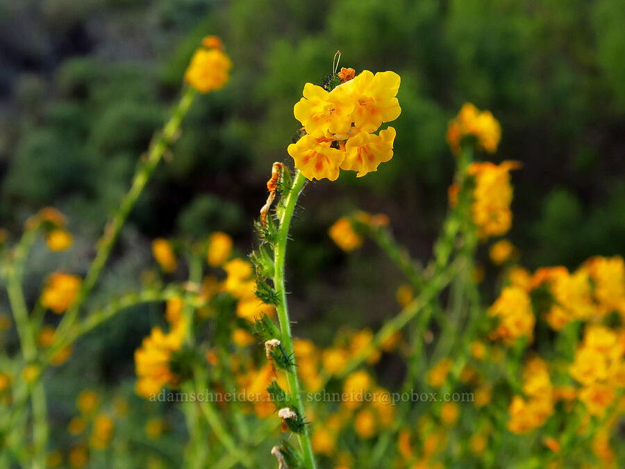 mesa fiddleneck (Amsinckia spectabilis var. microcarpa) [Oceano Dunes, San Luis Obispo County, California]