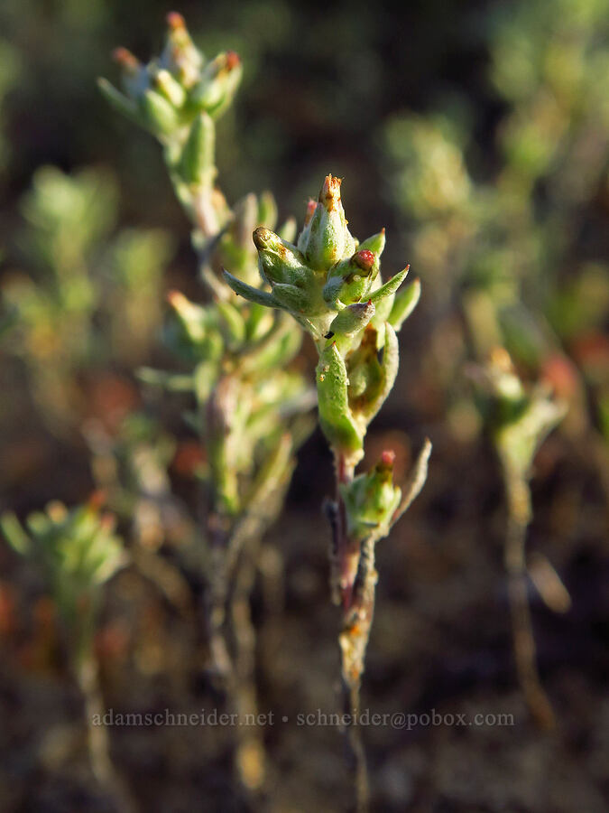 California cotton-rose (Logfia filaginoides (Filago californica)) [Oceano Dunes, San Luis Obispo County, California]