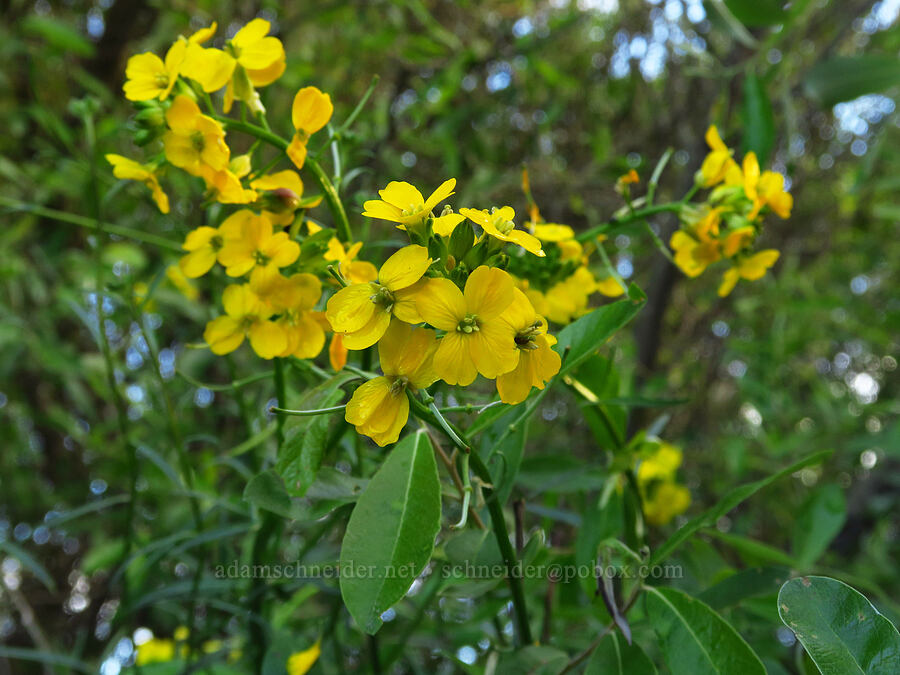 dune wallflower (Erysimum suffrutescens) [Oceano Dunes, San Luis Obispo County, California]