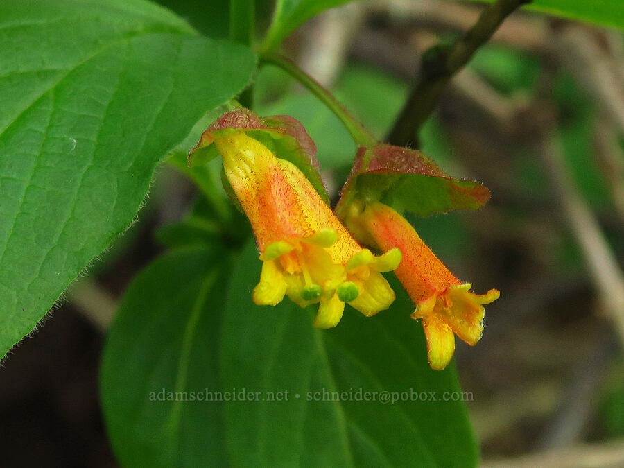 black twin-berry flowers (Lonicera involucrata) [Oso Flaco Lake Road, San Luis Obispo County, California]