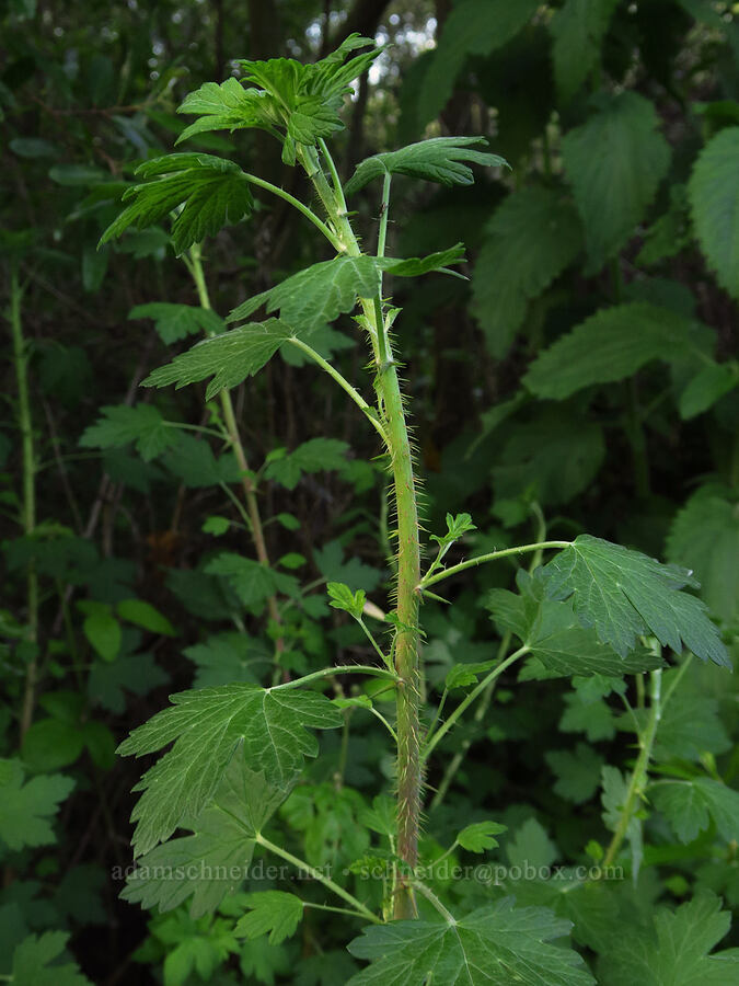 currant/gooseberry leaves (Ribes sp.) [Oso Flaco Lake Road, San Luis Obispo County, California]