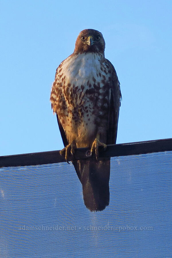 red-tailed hawk (Buteo jamaicensis) [Oso Flaco Lake Road, San Luis Obispo County, California]