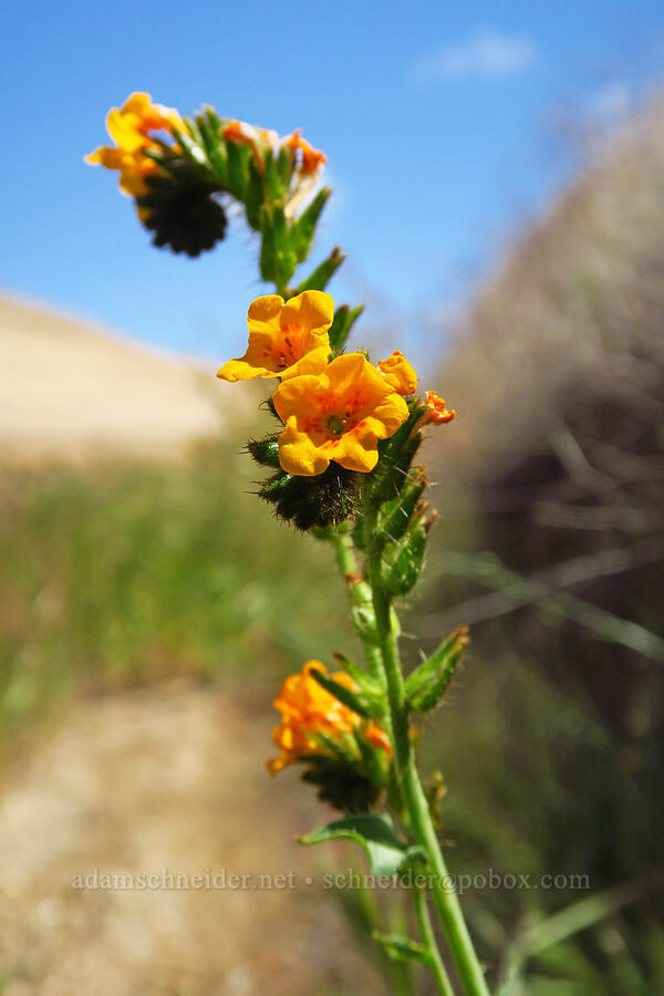 forked fiddleneck (Amsinckia furcata (Amsinckia vernicosa var. furcata)) [Panoche Hills, Fresno County, California]