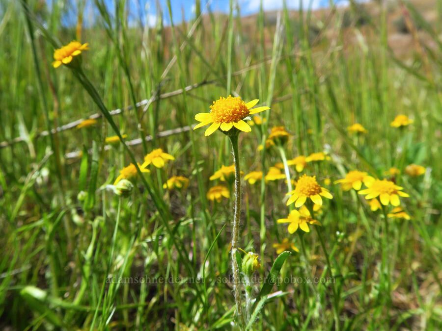 gold-fields (Lasthenia sp.) [Panoche Hills, Fresno County, California]