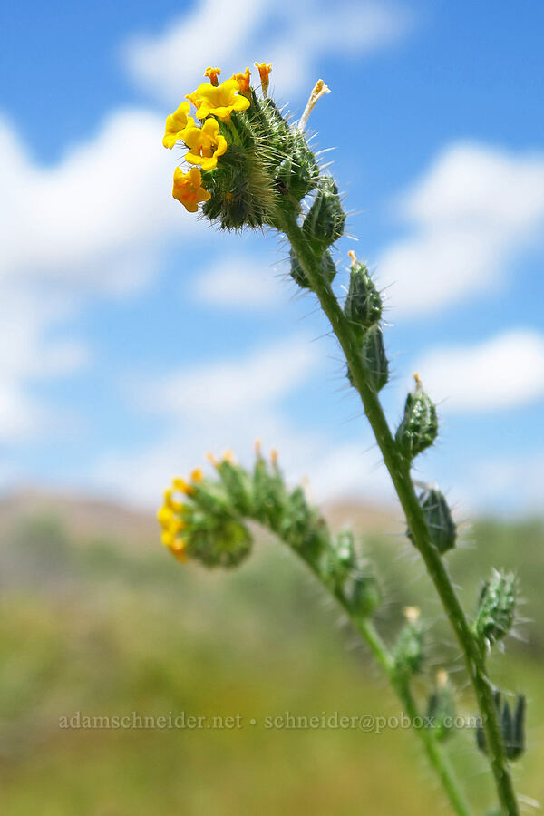 bristly fiddleneck (Amsinckia tessellata) [Panoche Hills, Fresno County, California]