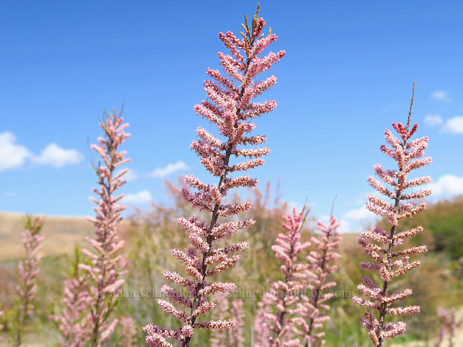 tamarisk (Tamarix sp.) [Panoche Hills, Fresno County, California]