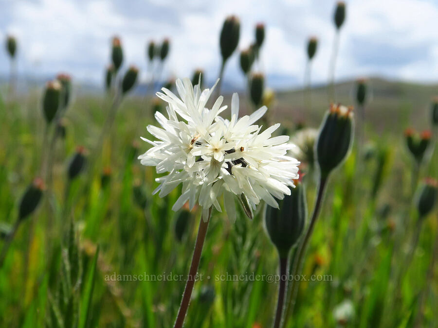 blow-wives seeds (Achyrachaena mollis) [Panoche Hills, Fresno County, California]