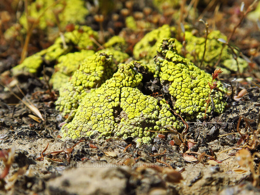 yellow lichen [Panoche Hills, Fresno County, California]