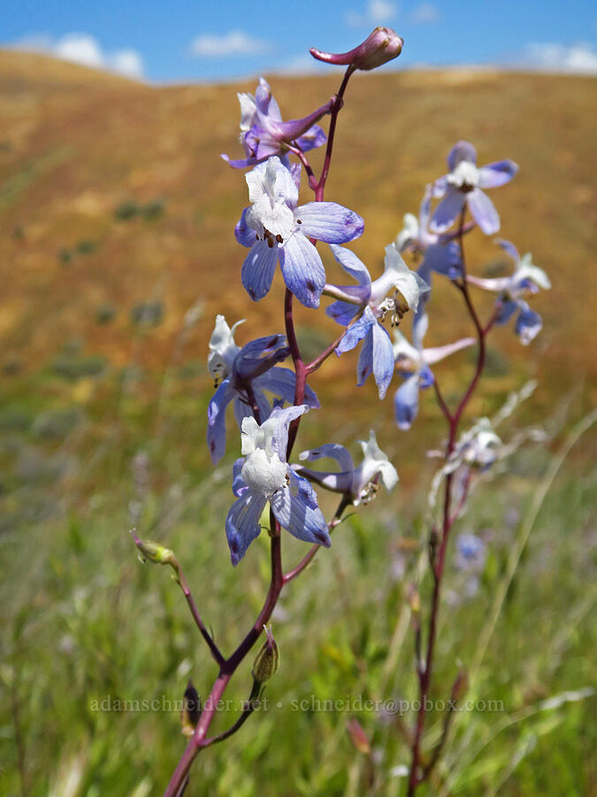 Byron/recurved larkspur (Delphinium recurvatum) [Panoche Hills, Fresno County, California]