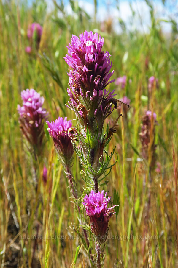 purple owl's-clover (Castilleja exserta var. exserta (Orthocarpus exsertus)) [Panoche Hills, Fresno County, California]