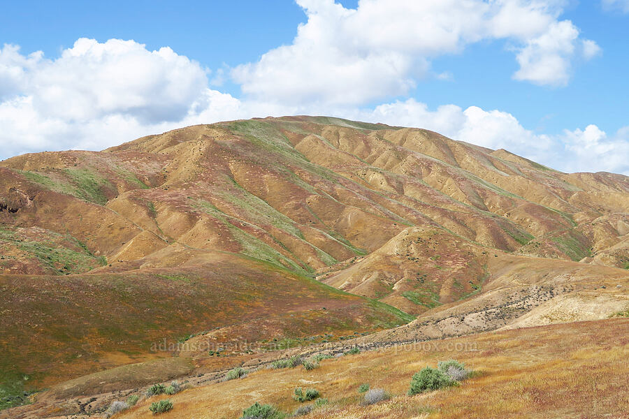 Panoche Hills [Panoche Hills, Fresno County, California]