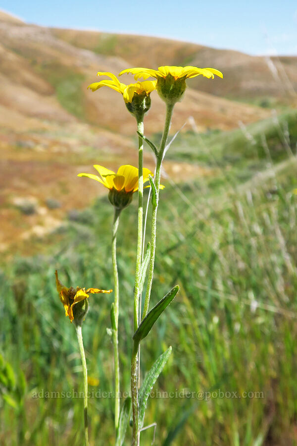 hillside daisies (Monolopia lanceolata) [Panoche Hills, Fresno County, California]