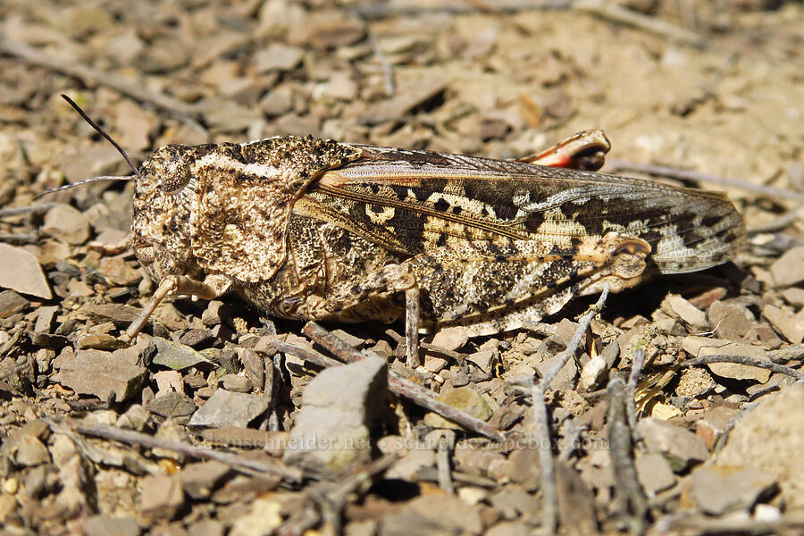 Olancha red-wing grasshopper (Xanthippus olancha (Cratypedes lateritius olancha)) [Panoche Hills, Fresno County, California]