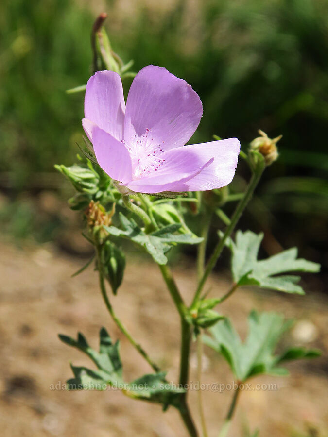 Parry's mallow (Eremalche parryi ssp. parryi) [Panoche Hills, Fresno County, California]