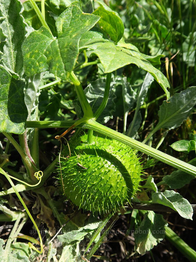 California man-root fruit (Marah fabacea (Marah fabaceus)) [Panoche Hills, Fresno County, California]