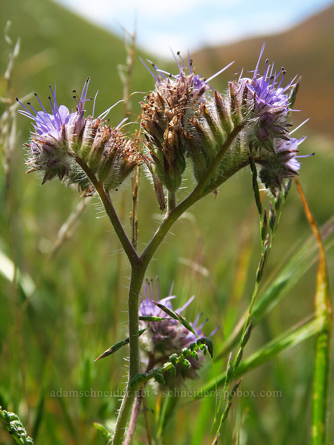 phacelia (which?) (Phacelia sp.) [Panoche Hills, Fresno County, California]