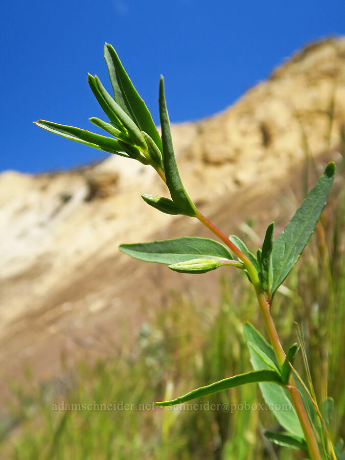 Temblor Range clarkia, budding (Clarkia tembloriensis ssp. tembloriensis) [Panoche Hills, Fresno County, California]