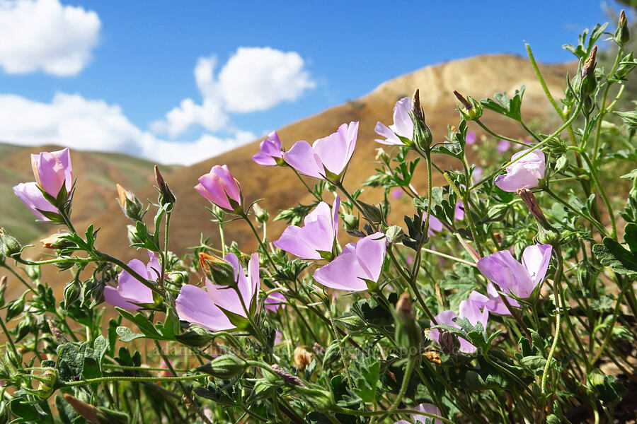 Parry's mallow (Eremalche parryi ssp. parryi) [Panoche Hills, Fresno County, California]