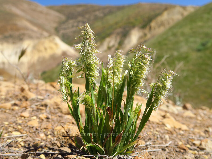 golden-top grass (Lamarckia aurea) [Panoche Hills, Fresno County, California]