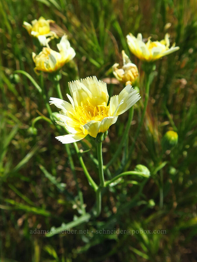 smooth desert-dandelion (Malacothrix glabrata) [Panoche Hills, Fresno County, California]