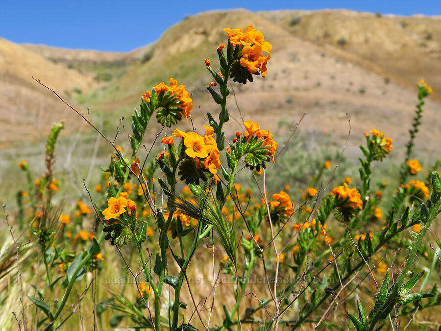 forked fiddleneck (Amsinckia furcata (Amsinckia vernicosa var. furcata)) [Panoche Hills, Fresno County, California]