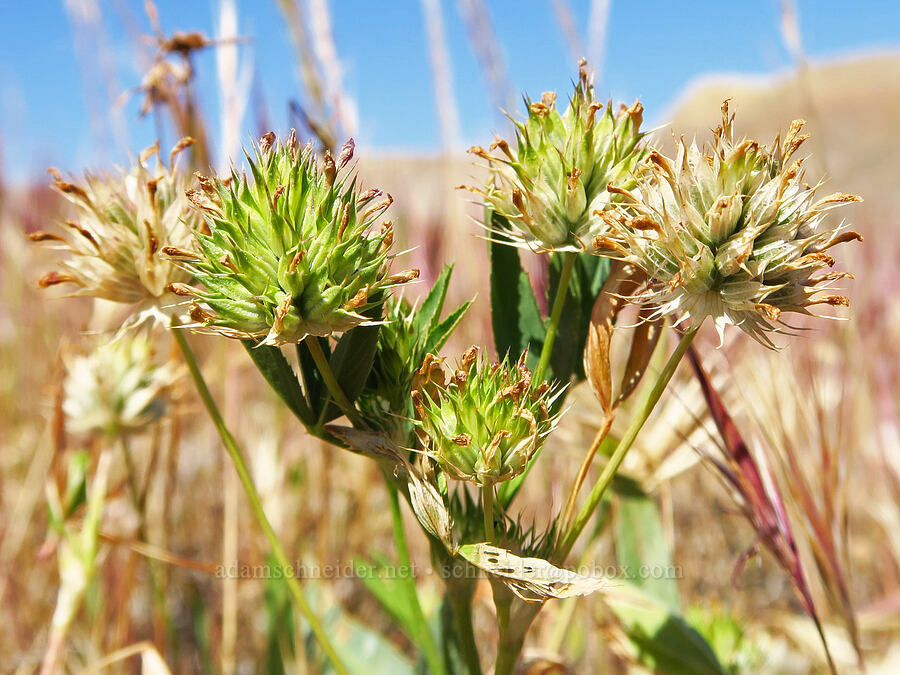 tomcat clover, going to seed (Trifolium willdenovii) [Panoche Hills, Fresno County, California]