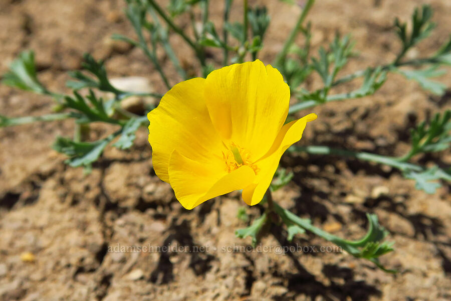 San Benito poppy (Eschscholzia hypecoides) [Panoche Hills, Fresno County, California]