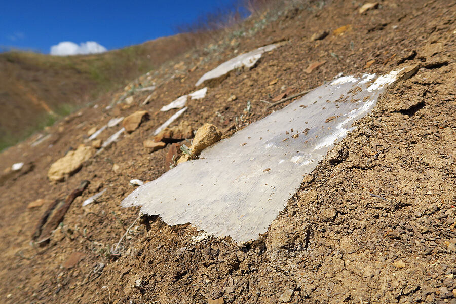 sheet of selenite (gypsum) [Panoche Hills, Fresno County, California]