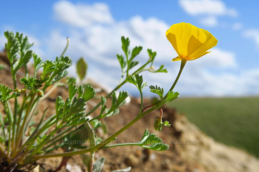 San Benito poppy (Eschscholzia hypecoides) [Panoche Hills, Fresno County, California]