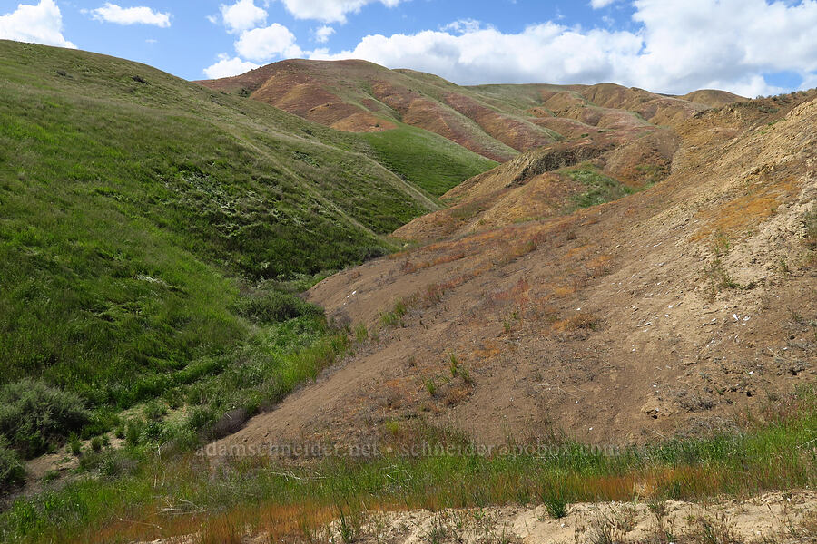 green and brown [Panoche Hills, Fresno County, California]