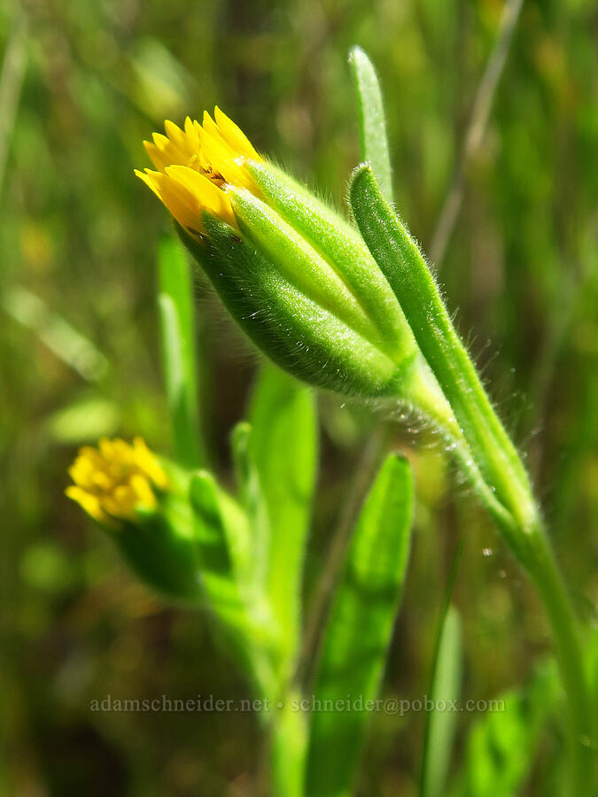 blow-wives, flowering (Achyrachaena mollis) [Panoche Hills, Fresno County, California]