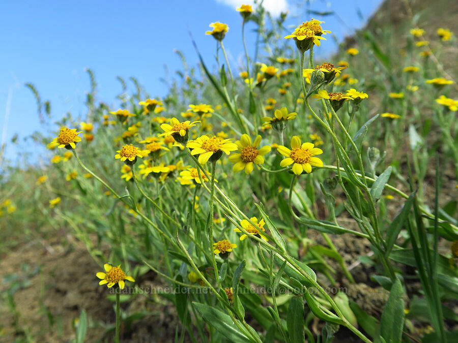 Crum's monolopia (Monolopia stricta) [Panoche Road, Fresno County, California]