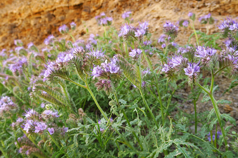 lacy phacelia (Phacelia tanacetifolia) [Panoche Road, Fresno County, California]