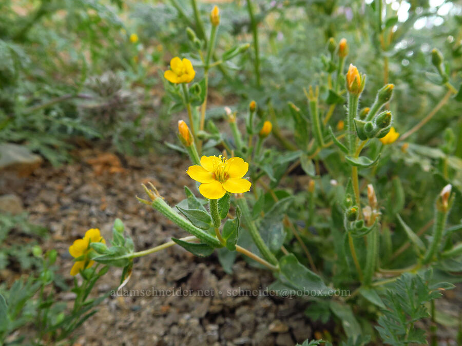 yellow blazing-star (Mentzelia affinis) [Panoche Road, Fresno County, California]