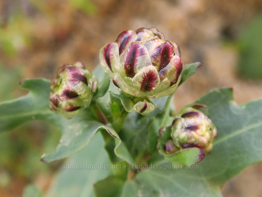 snake's-head desert-dandelion, budding (Malacothrix coulteri) [Panoche Road, Fresno County, California]