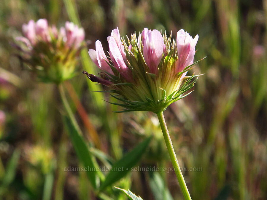 tomcat clover (Trifolium willdenovii) [Panoche Road, Fresno County, California]