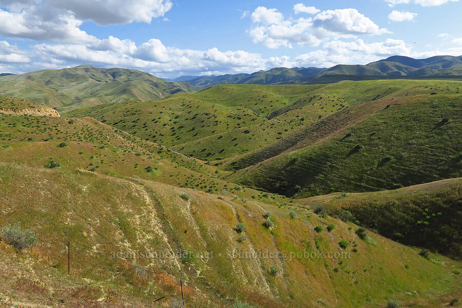 hills and scrub [Panoche Road, Fresno County, California]