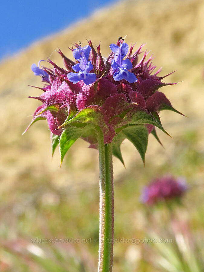 chia sage (Salvia columbariae) [Panoche Road, Fresno County, California]