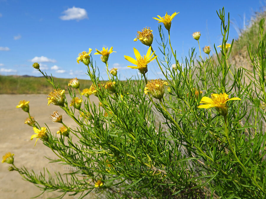 narrow-leaf goldenbush (Ericameria linearifolia (Haplopappus linearifolius)) [Panoche Road, San Benito County, California]