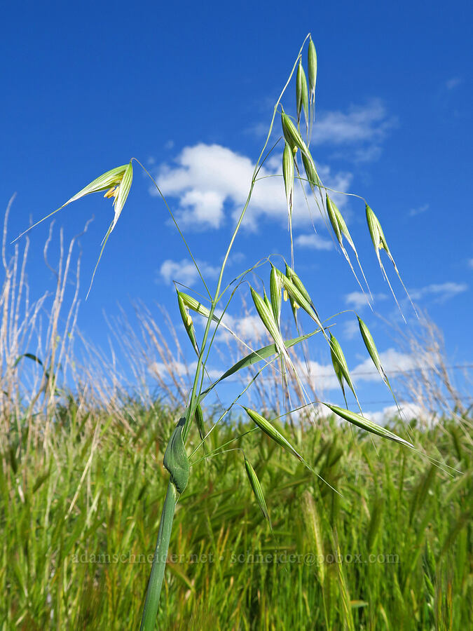 oats (Avena sp.) [Panoche Road, San Benito County, California]