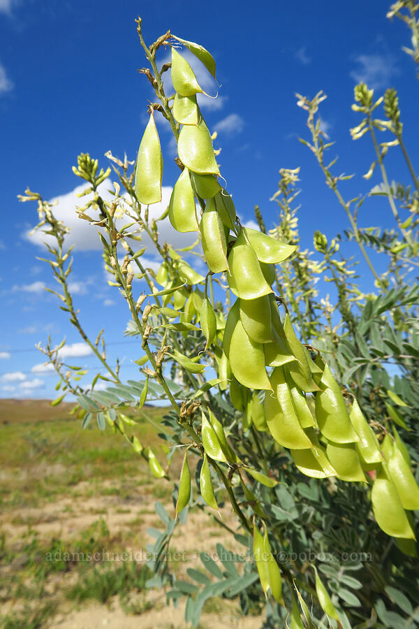 Diablo milk-vetch (Astragalus oxyphysus) [Panoche Road, San Benito County, California]