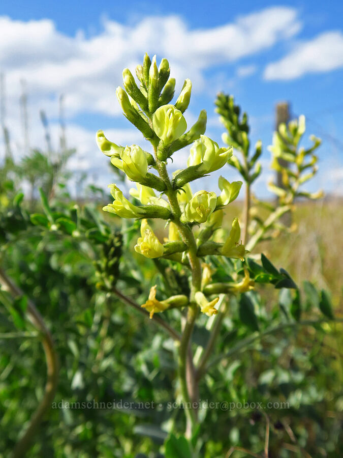 black-hair milk-vetch (Astragalus lentiginosus var. nigricalycis) [Panoche Road, San Benito County, California]