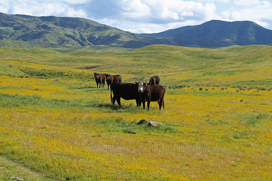 cows & wildflowers [Panoche Road, San Benito County, California]