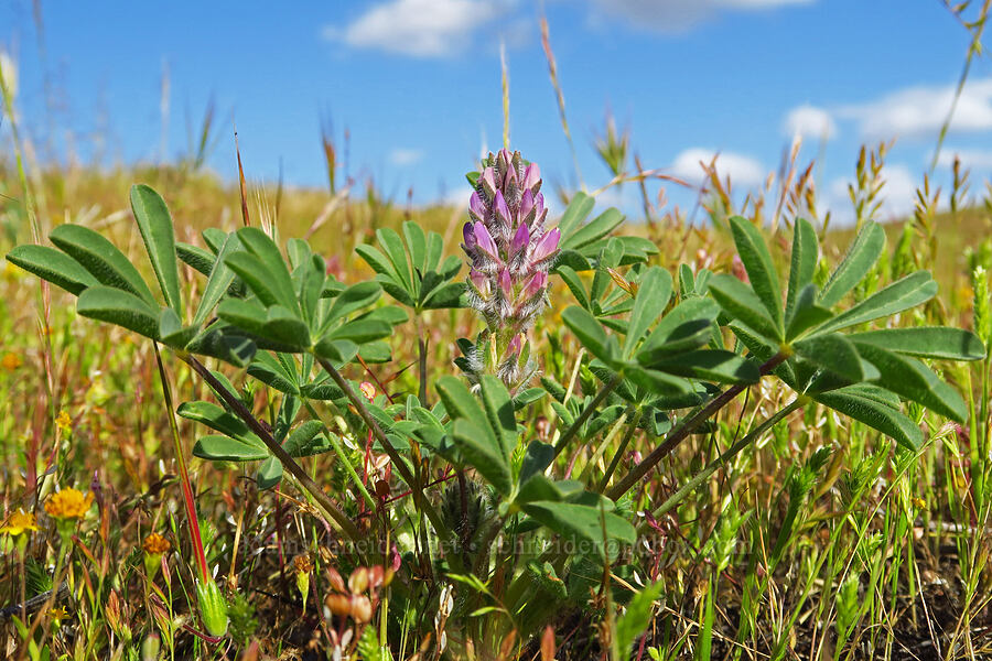 chick lupine (Lupinus microcarpus) [Panoche Road, San Benito County, California]