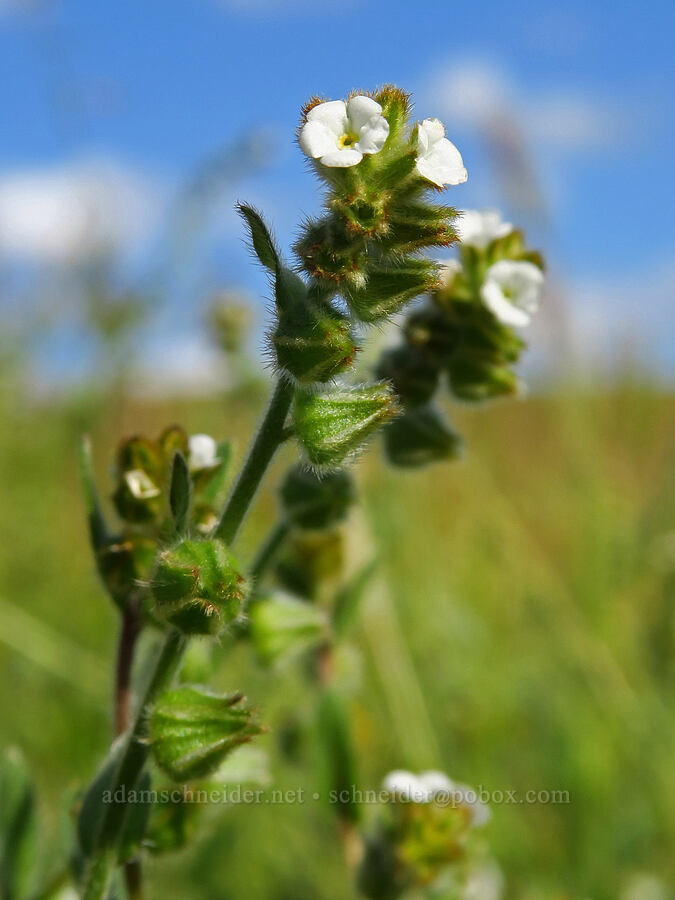 popcorn-flower (which?) (Plagiobothrys sp.) [Panoche Road, San Benito County, California]