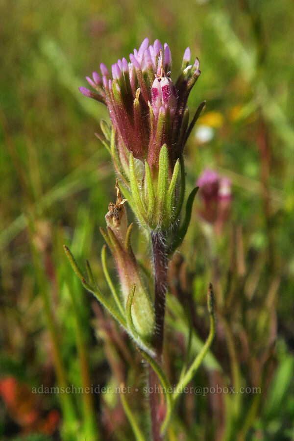 short-style paintbrush (Castilleja brevistyla (Orthocarpus brevistyla)) [Panoche Road, San Benito County, California]